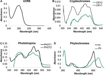 Ultraviolet Radiation From a Plant Perspective: The Plant-Microorganism Context